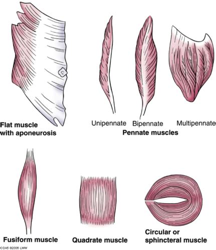 Image result for What Is Muscle Architecture Force Generation