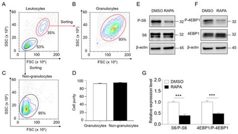 Role of mTORC1 Signaling in Regulating the Immune Function of ...