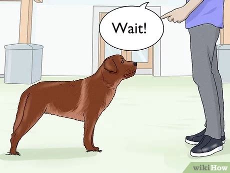 Image result for Labrador Tricks