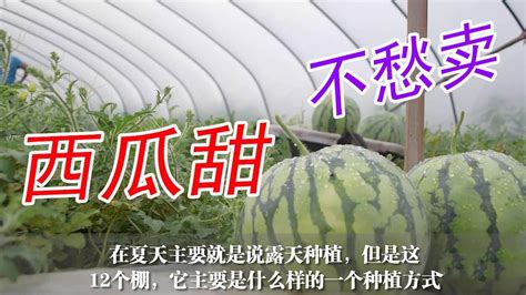 一家6口超市买西瓜，如何选出水大又甜的西瓜，老三的技巧太神了 - YouTube