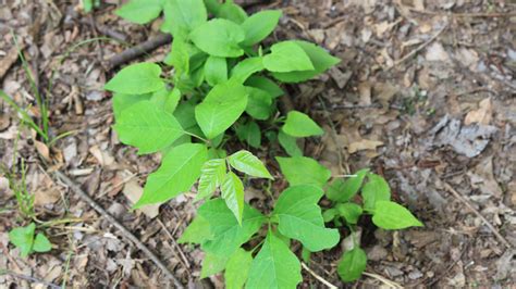 Chemical To Kill Poison Ivy Here's How You Can Identify And Control