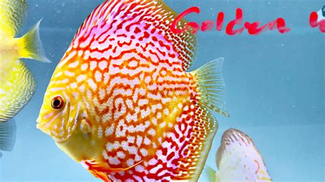 Image result for Red Leopard Discus