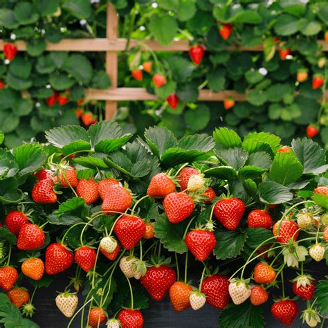 Top 8 tips for growing strawberries in containers - Bluenose Blooms ...