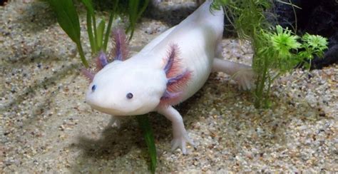 Image result for Fish in Turtle Python