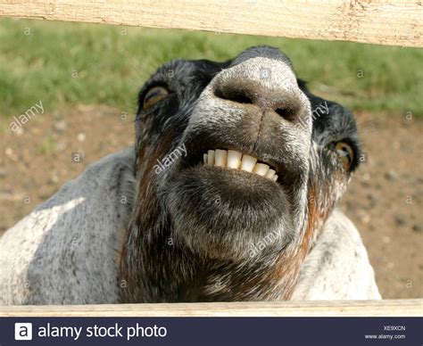 Goat Teeth High Resolution Stock Photography and Images - Alamy