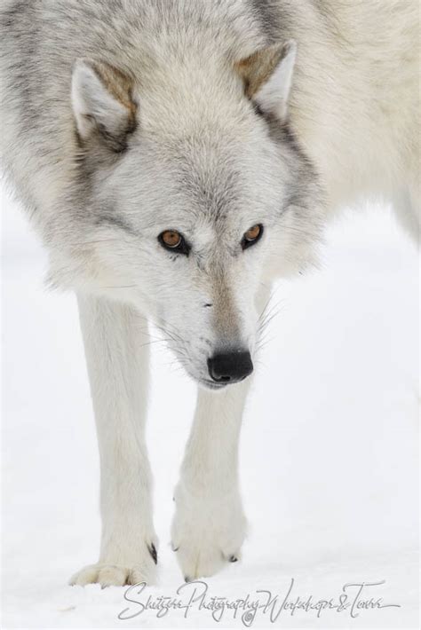 Image result for Gray Wolves Yellowstone