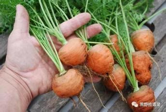 国产水果胡萝卜悄然上市，自带“网红”属性 | 国际果蔬报道