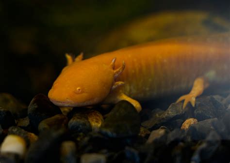 Mexican Walking Fish Habitat