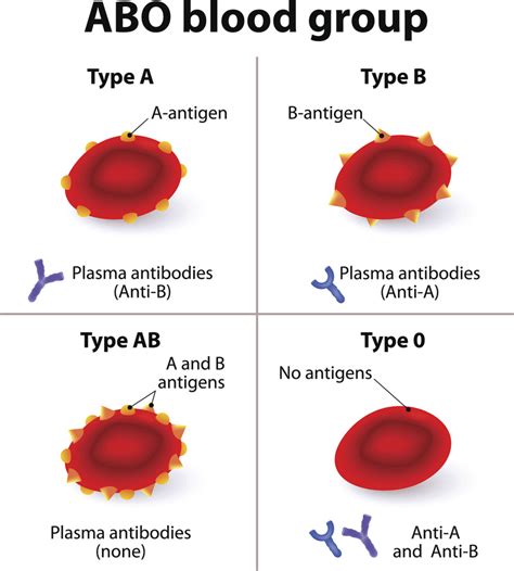 Blood Types and Antigens | MedicTests