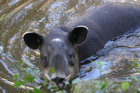 The Wildlife of El Salvador | Animals are Wonderful
