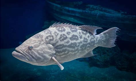 Grouper Fish: Facts, Species, Behavior, and Conservation Fish Facts - A ...
