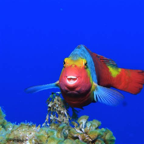 PAMA DIVING (2025) All You Need to Know BEFORE You Go (with Photos ...