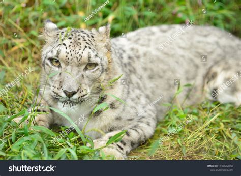 Cute Snow Leopards: Over 2,958 Royalty-Free Licensable Stock Photos ...