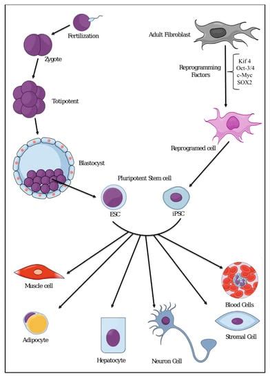 Conversion of Stem Cells to Cancer Stem Cells: Undercurrent of Cancer ...