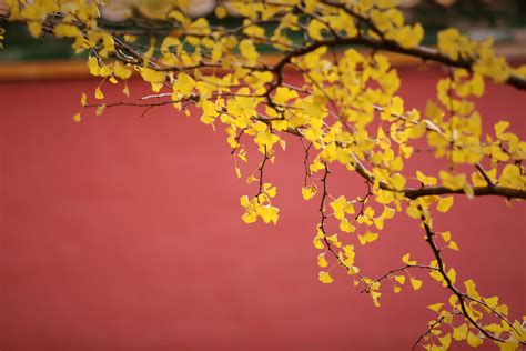 北京的春天，春天是个百花盛开，莺飞燕舞的季节……__财经头条