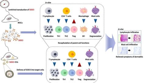 Extracellular Vesicles from SOD3-Transduced Stem Cells Exhibit Improved ...