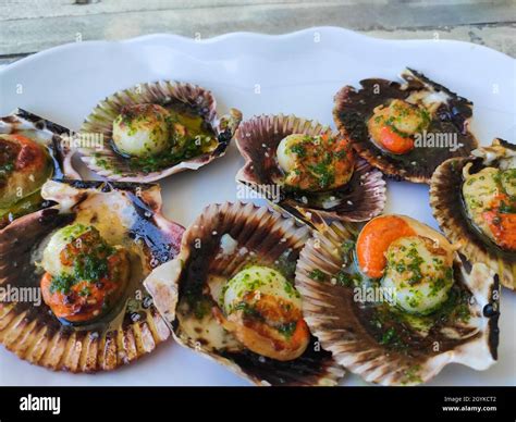 Delicious grilled scallops on its shell.Spanish traditional seafood ...