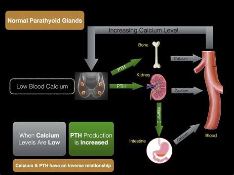 Diagnosis - Hyperparathyroidism Surgery - Dr. Babak Larian