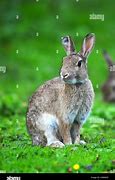 Image result for Large White Rabbit Sitting Up