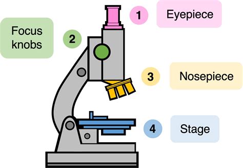 What Is Magnification 的图像结果