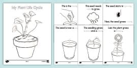 Life Cycle of a Human Being for Kids - K-2 Science Activity
