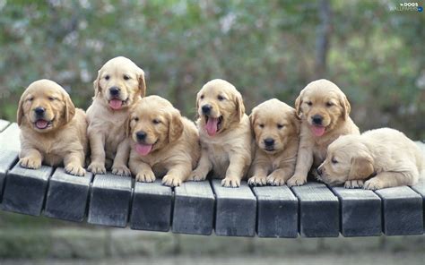 tired, puppies, Seven - Dogs wallpapers: 1920x1200