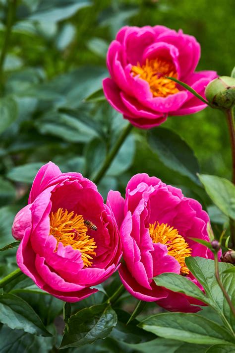16 Colorful Perennial Flowers for Spring-to-Fall Blooms