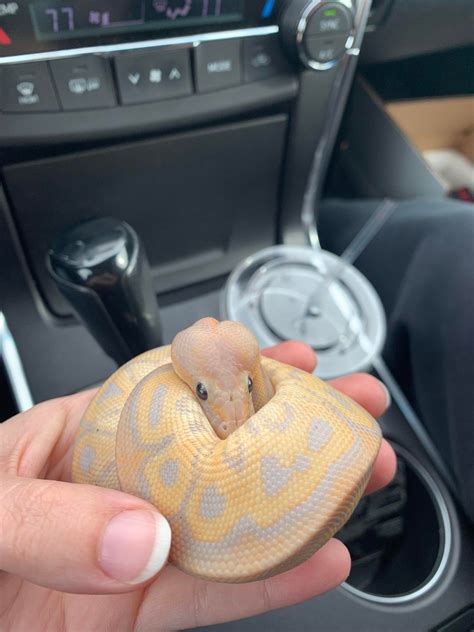 Wicked Wicked Reptiles Ball Python 的图像结果