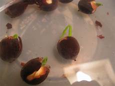 how to grow lotus from seed day in the garden how to grow lotus from seed step by step how to grow lotus from seed day in the garden how to grow lotus from seed step by step