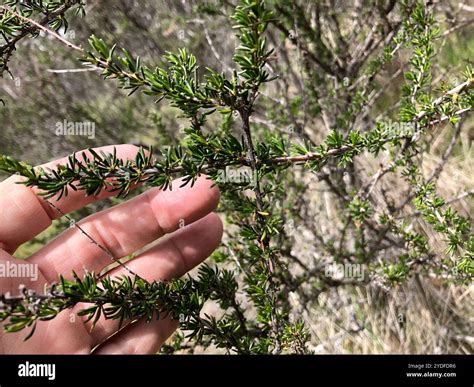 chamise (Adenostoma fasciculatum Stock Photo - Alamy