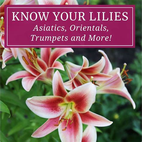 Types Of Lilies And Their Meanings - Infoupdate.org