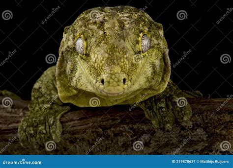 New Caledonian Giant Gecko Rhacodactylus Laechianus Stock Photo ...