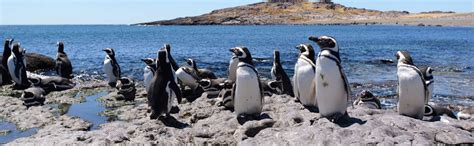 Avistamiento de animales en Punta Tombo e Isla Escondida, Puerto Madryn ...