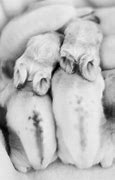 Image result for Wild Baby Bunnies a Few Days Old