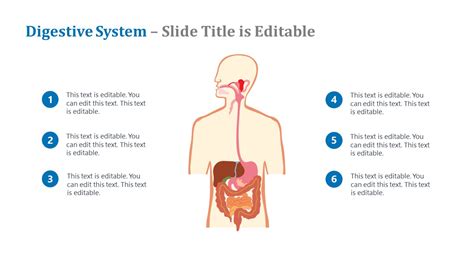 Image result for PowerPoint About Digestive System