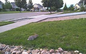 Image result for Cute Baby Lionhead Bunny