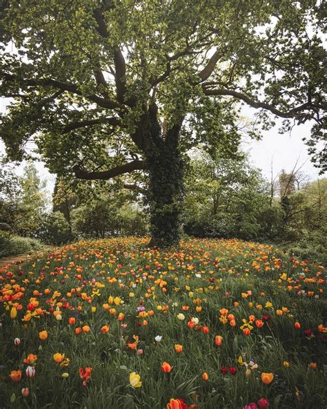 Image result for Sesame Tree Tumblr