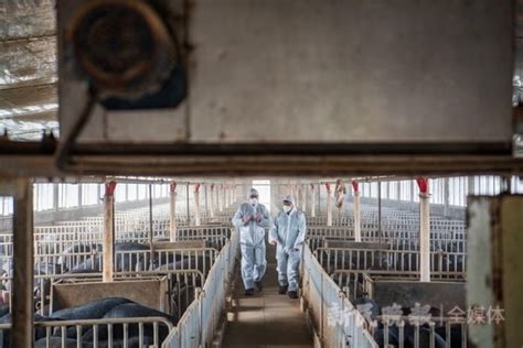 探访上海最大本土猪养殖场，崇明黑毛土猪又回来了_腾讯新闻
