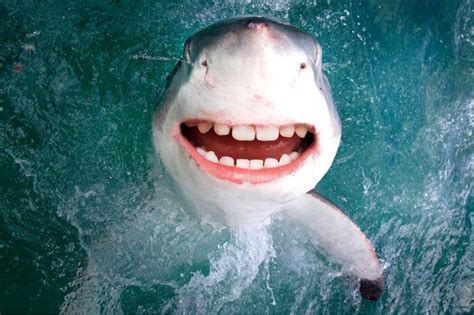 Sharks with Human Teeth