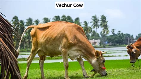 Different Types of Cow Breeds in India: Indian Cattle Breeds & Desi Cow ...