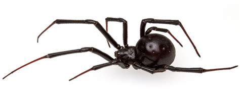 Female, Latrodectus hesperus? - Latrodectus hesperus - BugGuide.Net