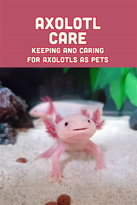 Axolotl Care Keeping And Caring For Axolotls As Pets | Desertcart Sri Lanka