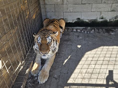 Tiger Tajmir - FELIDA Big Cat Sanctuary - a project by FOUR PAWS