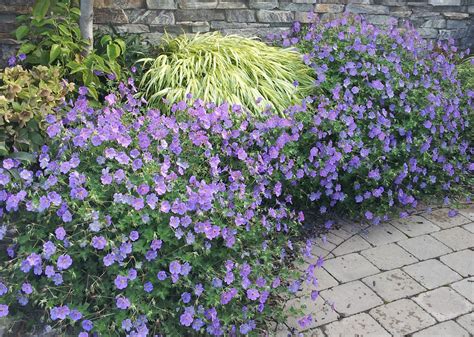 Geranium .. Rozanne. For edging, in pots and at base of roses and ...