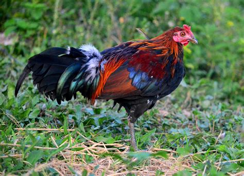 Native Chicken Breeds 的图像结果