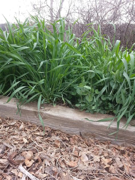 Front Range Food Gardener: Turning Under the Winter Ryegrass Cover Crop