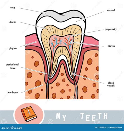 Visual Dictionary for Children about Teeth. Educational Poster about Parts of Tooth Stock Vector ...