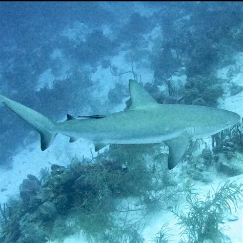 Discover Costa Maya (Mahahual) - 2022 Lohnt es sich? (Mit fotos)