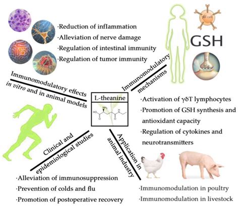 L-Theanine and Immunity: A Review