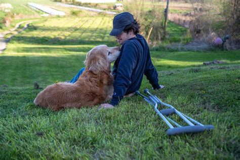 'Golden Retriever Husband' Gets Actual Golden Retriever—Internet Can't ...